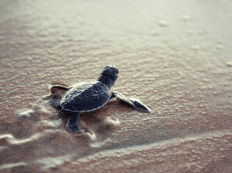 MSC Cruises Excursions Protectours.png